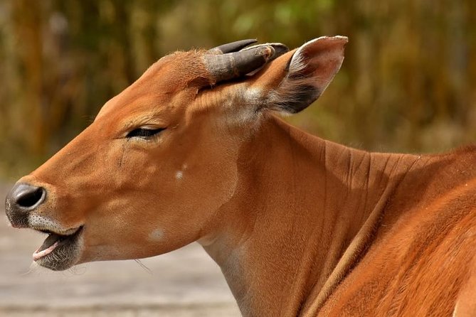2 Days Tarangire & Ngorongoro Budget Mid-range Camping Safari Tour Tanzania - Booking Information