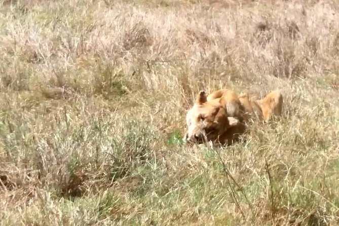 2 Days Tarangire & Ngorongoro Budget Mid-range Camping Safari Tour Tanzania - Frequently Asked Questions