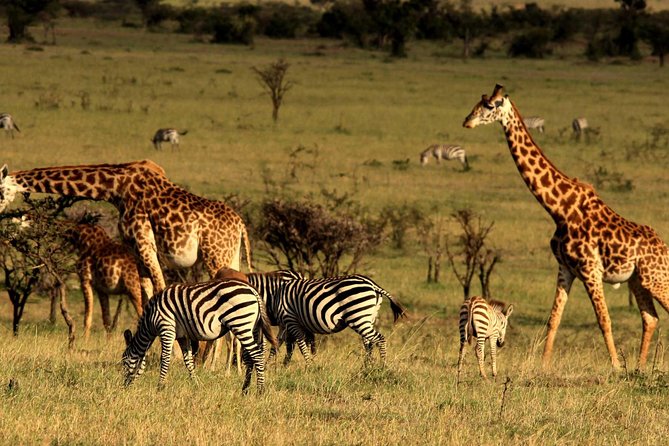 2 Days Tarangire & Ngorongoro Budget Safari Tour Tanzania - Safari Vehicle and Guide