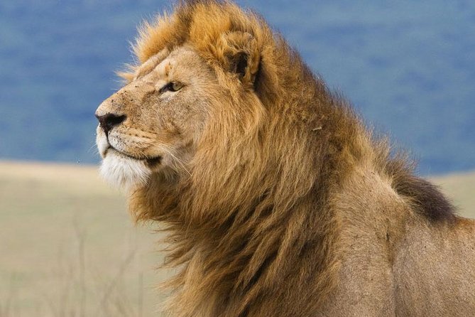 2 Days Tarangire & Ngorongoro Budget Safari Tour Tanzania - Meals and Inclusions