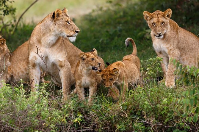 2 Days Theatre of The Wild Tsavo Experience - Good To Know