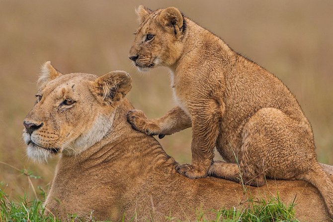2 Days Theatre of The Wild Tsavo Experience - Itinerary Details