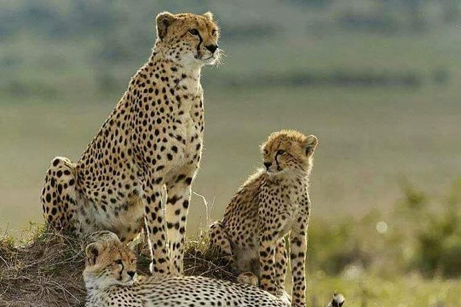 2 Days Theatre of The Wild Tsavo Experience - Pickup Information