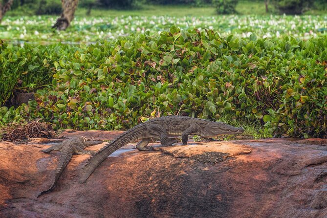 2 Days Tour To Bentota Galle & Yala From Colombo - Day 2: Return Journey to Colombo