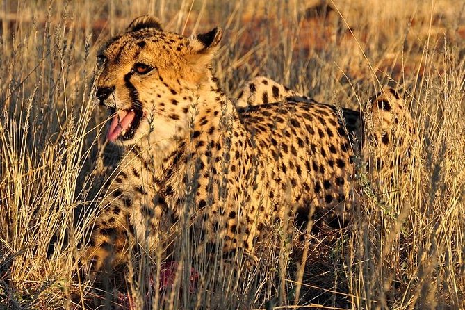 2 Days Tour to Tarangire National Park and Ngorongoro Crater - Price Details and Booking
