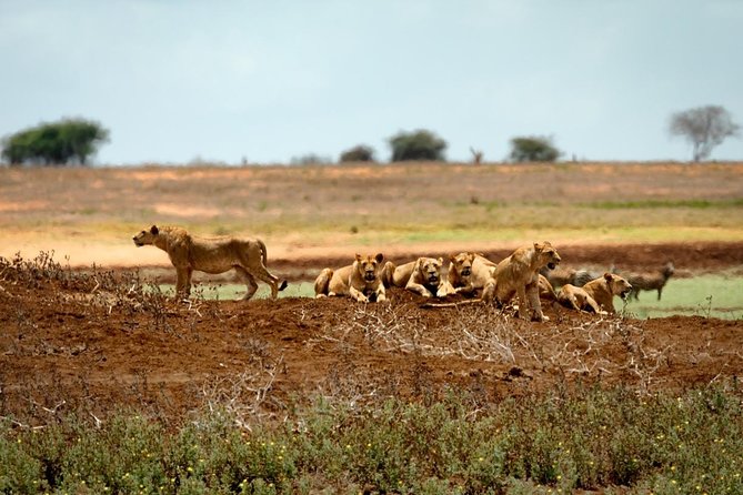 2 DAYS TSAVO EAST SAFARI OFFER (Minimum 2 Pax) - Good To Know