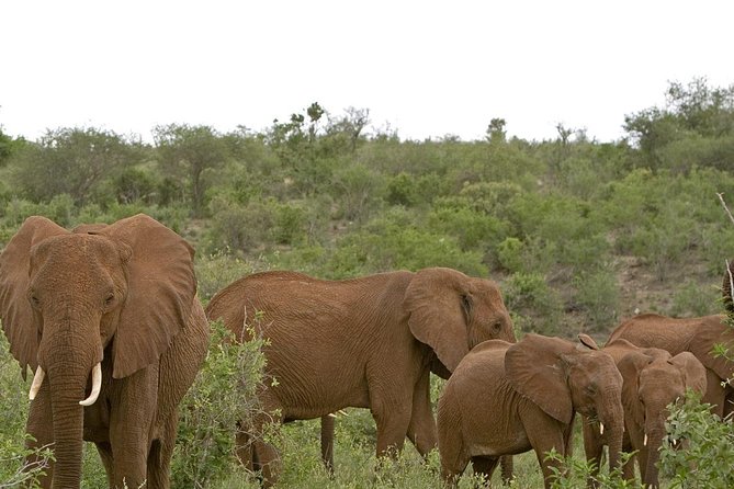 2 DAYS TSAVO EAST SAFARI OFFER (Minimum 2 Pax) - Pickup Information