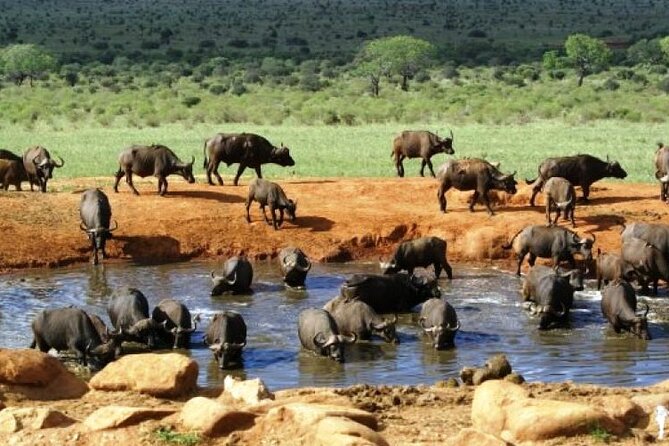 2 DAYS TSAVO EAST SAFARI OFFER (Minimum 2 Pax) - Cancellation Policy