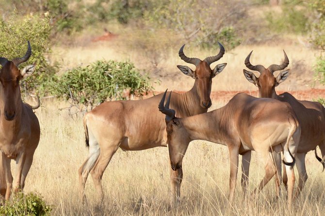 2 DAYS TSAVO EAST SAFARI OFFER (Minimum 2 Pax) - Overview