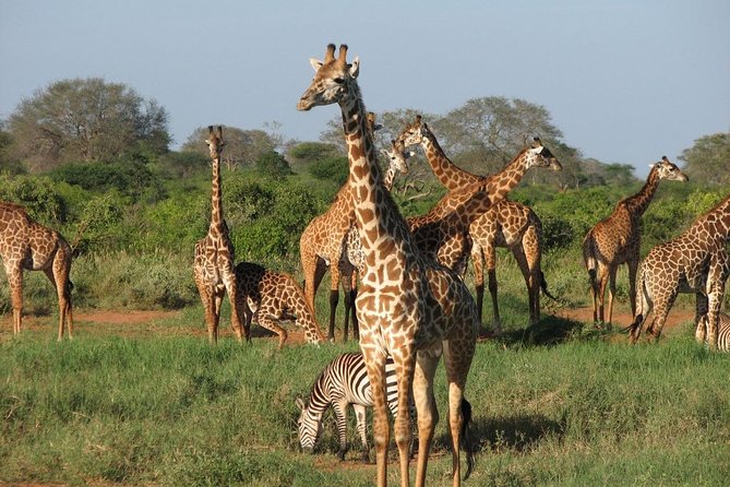 2 Days Tsavo West Safari From Diani Beach (Cost Based on Minimum 2 Persons) - Pricing Details