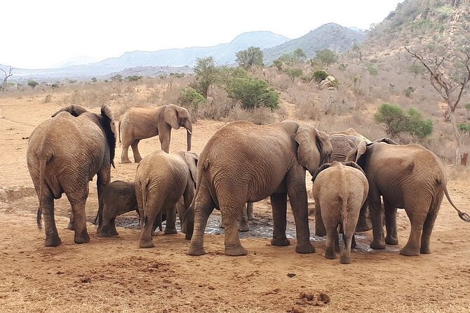 2 Days Tsavo West Safari From Diani Beach (Cost Based on Minimum 2 Persons) - Expectations and Amenities