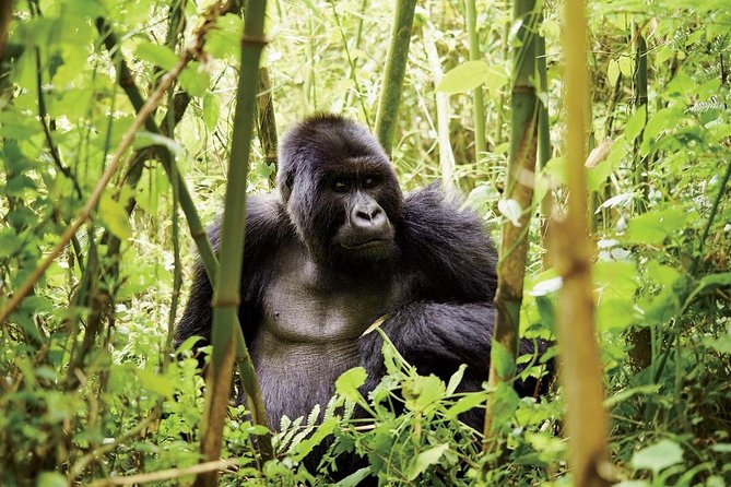 2 Days Uganda Gorilla Transfer From Kigali - Inclusions and Exclusions