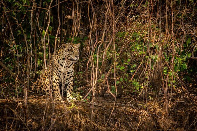 2-Days Wilderness Escape to Pench National Park from Nagpur - Good To Know