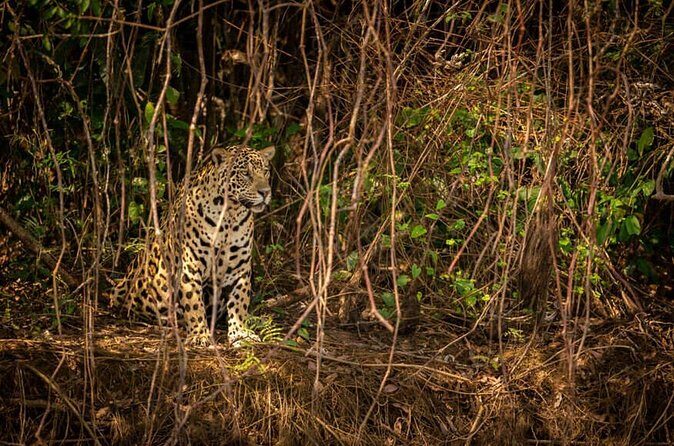 2-Days Wilderness Escape to Pench National Park from Nagpur - FAQs