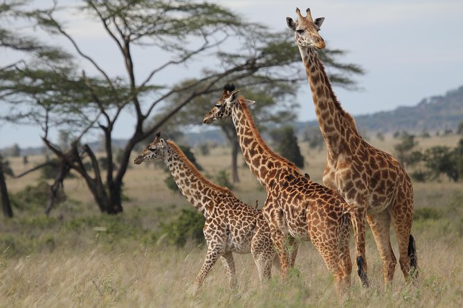 2 Days Wildlife Game Drives Through Tarangire and Ngorongoro Crater - Ngorongoro Crater Safari Experience