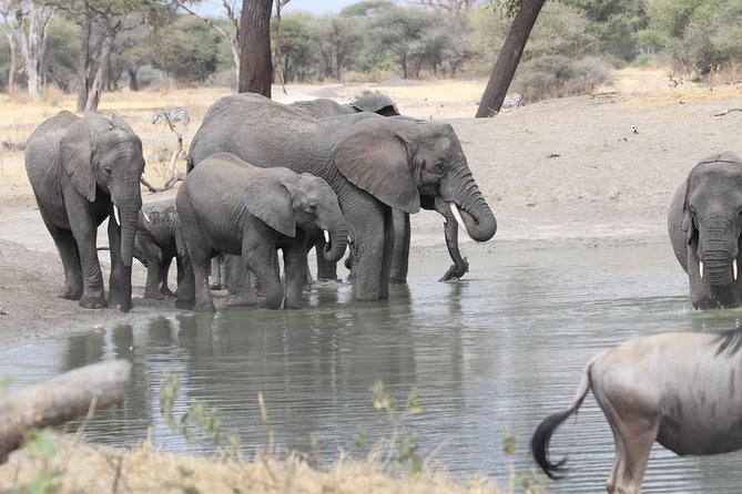 2 Days Wildlife Game Drives Through Tarangire and Ngorongoro Crater - Meals and Refreshments