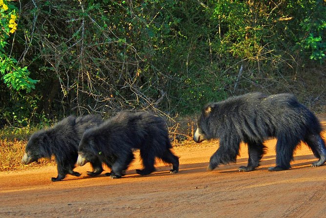 2 Days Yala National Park From Colombo With of Jeep Safari - Safari Experience