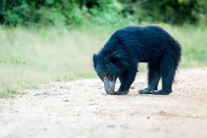 2 Days Yala National Park From Colombo With of Jeep Safari - Cultural Highlights