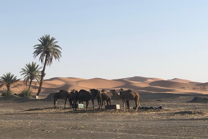 2 Days Zagoura Desert Trip From Marrakech - Camel Trek - Berber Tent - Good To Know
