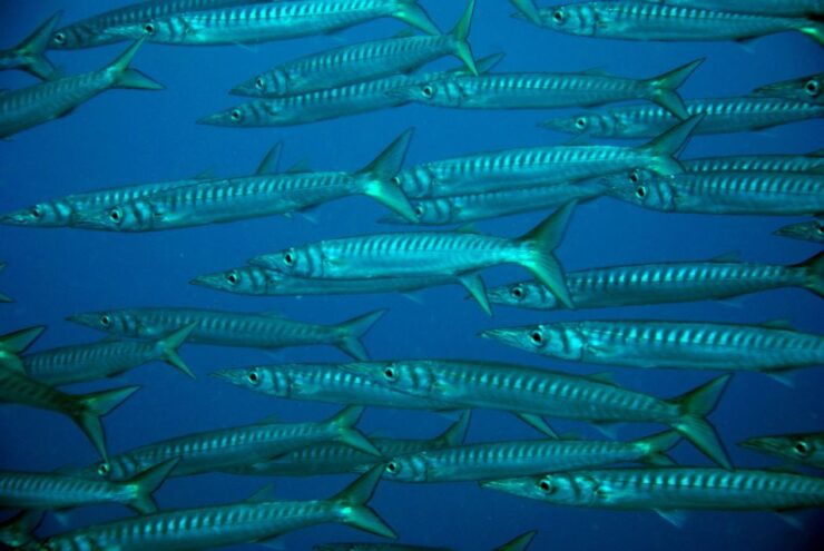 2-Dive Guided Scuba Diving For Qualified Divers - Activity Details