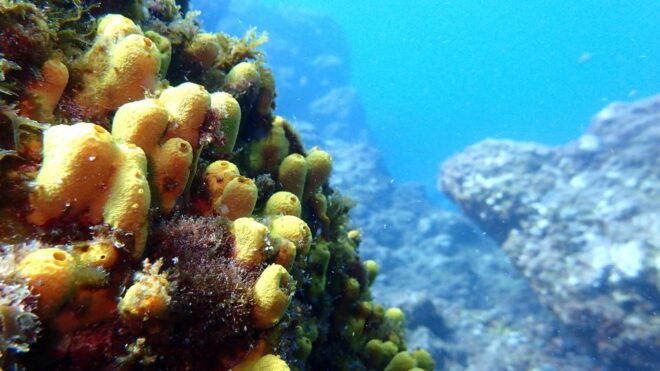 2-Dive Guided Scuba Diving For Qualified Divers - Important Information