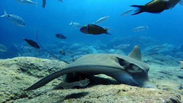 2-Dive Guided Scuba Diving For Qualified Divers - Safety Measures
