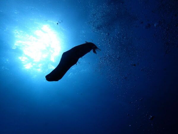 2-Dive Guided Scuba Diving For Qualified Divers - Dive Sites Exploration