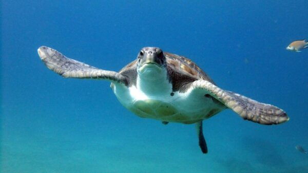 2-Dive Guided Scuba Diving For Qualified Divers - Dive Equipment and Rentals