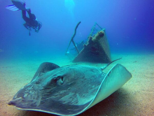 2-Dive Guided Scuba Diving For Qualified Divers - Frequently Asked Questions