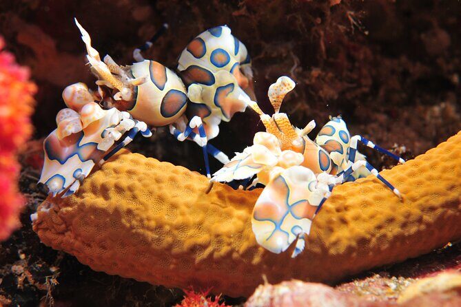 2 dives at coral reefs, Half day for certified divers - The Experience in Detail