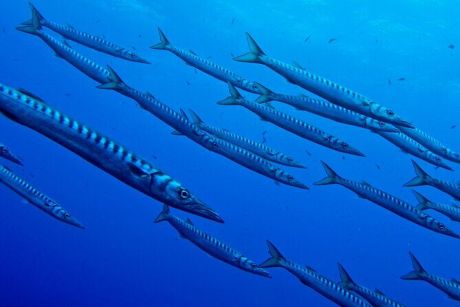 2 dives at coral reefs, Half day for certified divers - Final Words