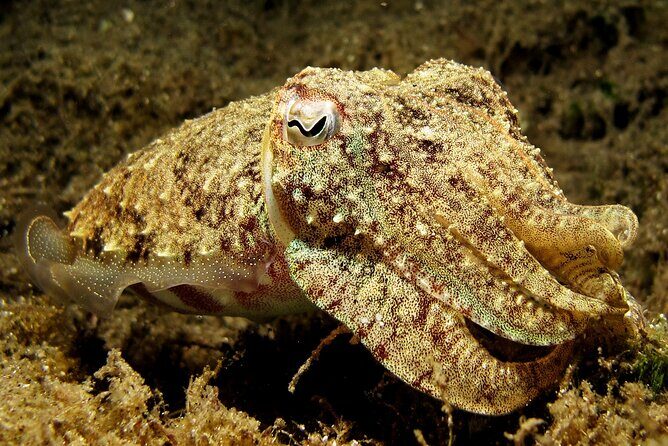 2 dives at coral reefs, Half day for certified divers - Marine Life and Dive Experience