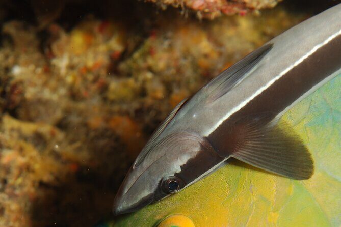 2 dives at coral reefs, Half day for certified divers - Who Should Consider This Tour?