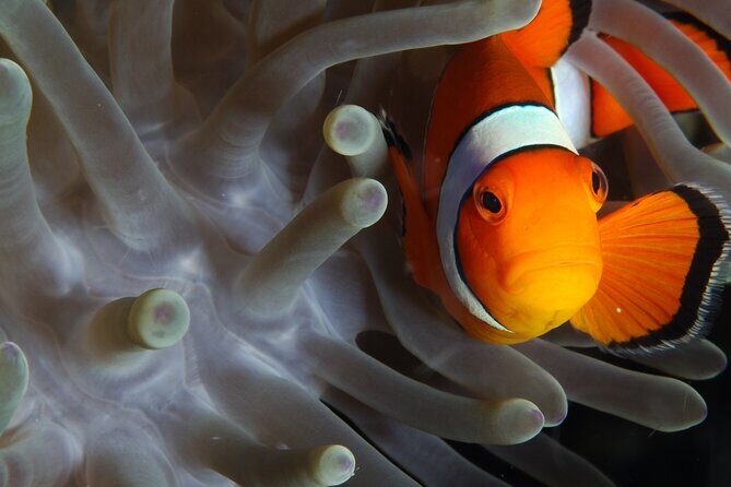 2 dives at coral reefs, Half day for certified divers - FAQ