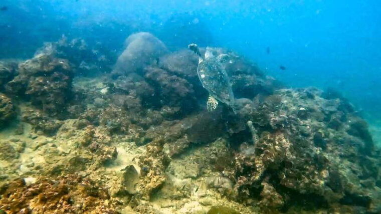 2 Dives at Stunning Beach Coral Reef in the Heart of Phuket - Itinerary Details