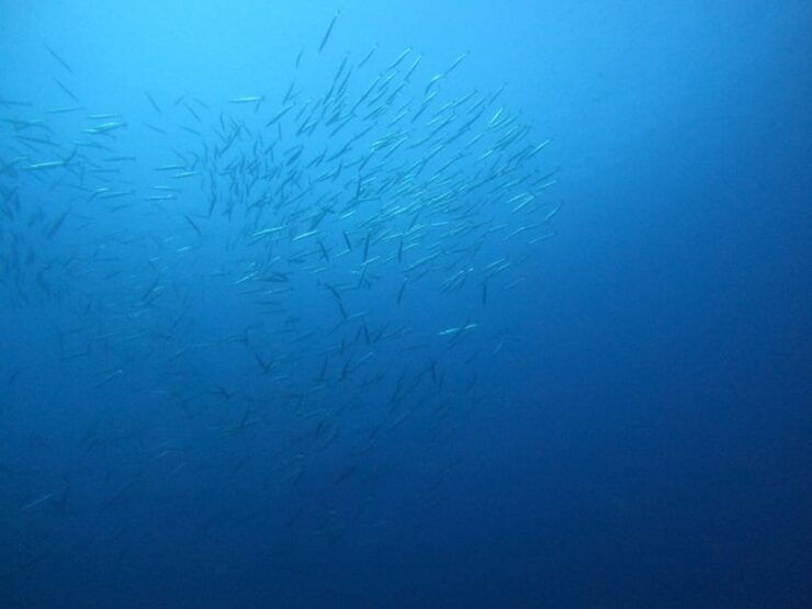 2 DIVES - Certified Divers - Dive Experience