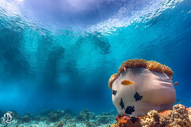 (2 Dives) Discover Scuba Diving Kota Kinabalu - Cancellation Policy