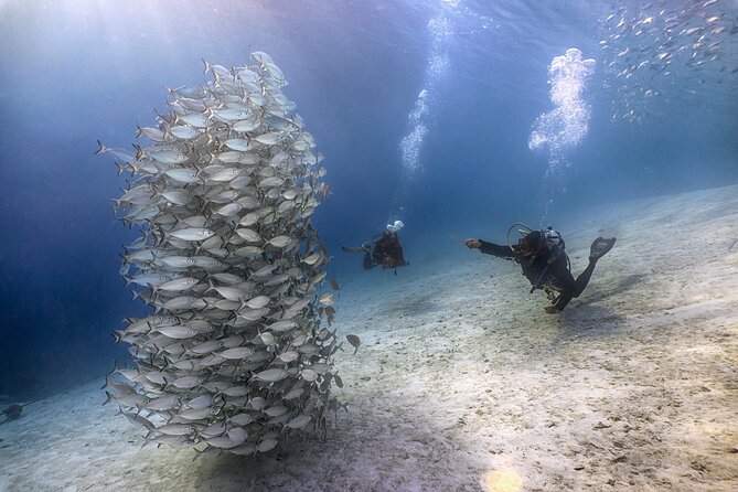 (2 Dives) Discover Scuba Diving Kota Kinabalu - Customer Reviews