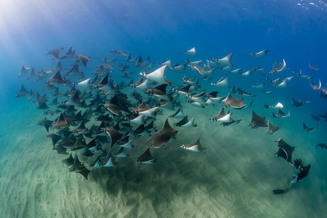 2 Dives in the Cabo Marine Park - Commitment to Marine Conservation