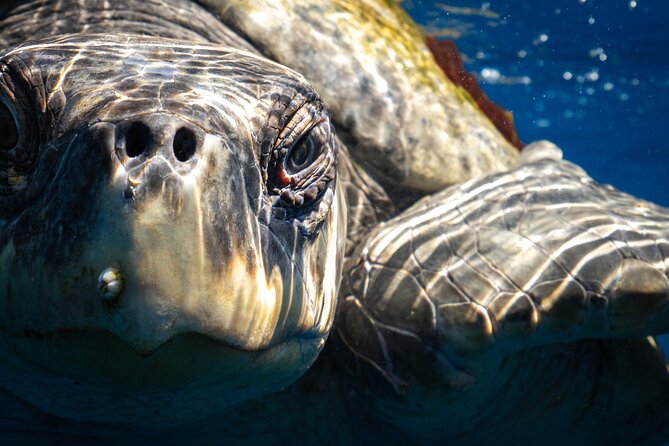 2 Dives in the Cabo Marine Park - Meeting and Pickup Details