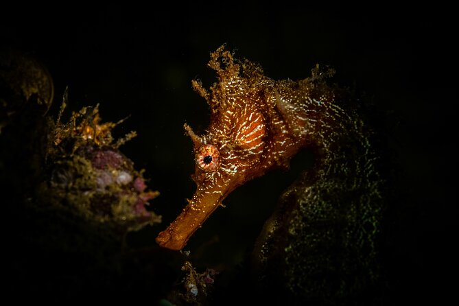 2 Dives in the Cabo Marine Park - Cancellation Policy and Weather Conditions