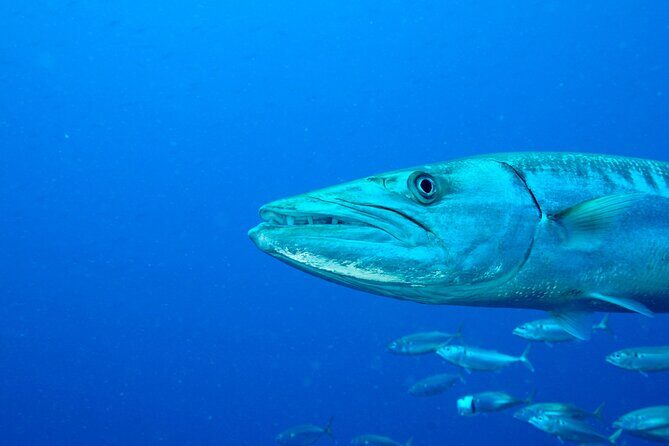 2 dives on coral reefs - no prior experience required - Good To Know