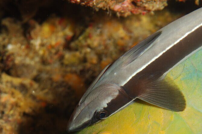 2 dives on coral reefs - no prior experience required - FAQs