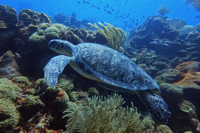 2 guided shore dives in Curacao - What the Tour Offers