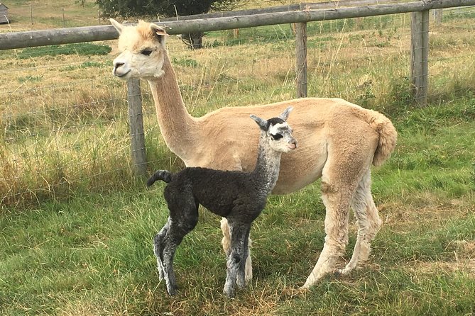 2-Hour Alpaca Farm Experience in Kenilworth - Meeting and Pickup