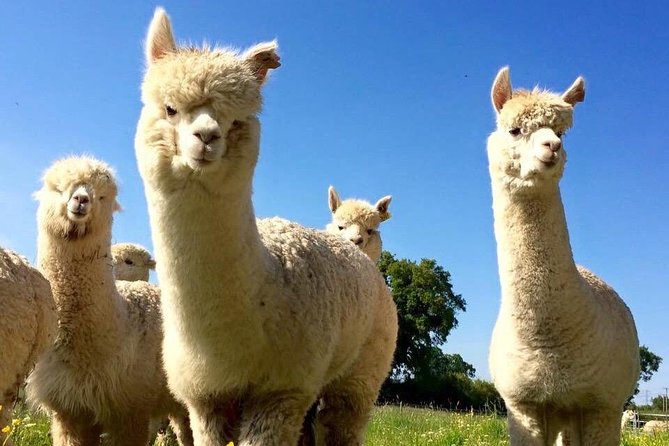 2-Hour Alpaca Farm Experience in Kenilworth - What To Expect