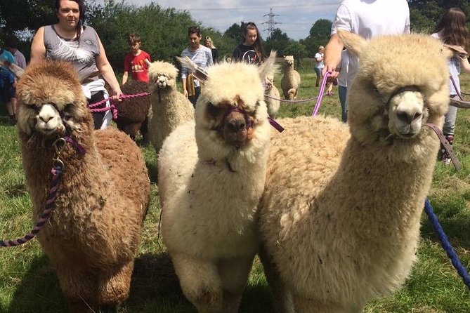 2-Hour Alpaca Farm Experience in Kenilworth - Background