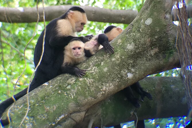 2-Hour Boat Tour in Quepos - Meeting and Pickup Information