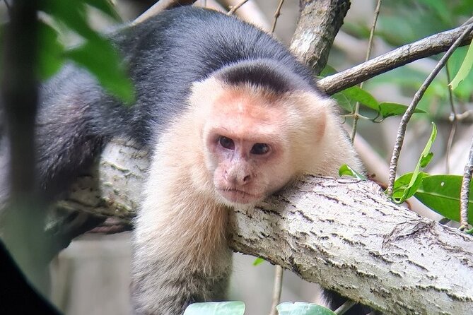 2-Hour Boat Tour in Quepos - What To Expect