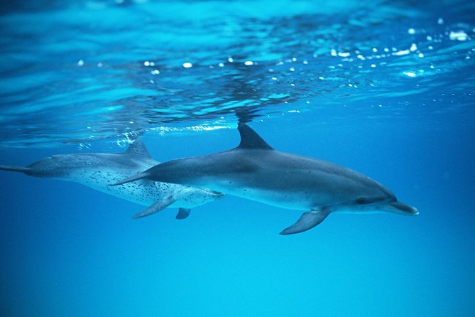 2-Hour Dolphin and Whale Watching in Gran Canaria - Overview and Experience